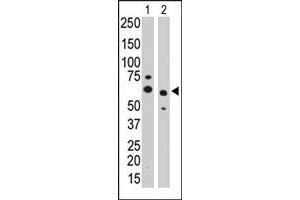 The PPM1G polyclonal antibody  is used in Western blot to detect PPM1G in CHO cell lysate (Lane 1) and mouse heart tissue lysate (Lane 2) . (PPM1G antibody  (Internal Region))