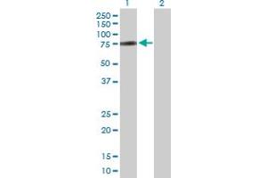 Western Blot analysis of ZNF131 expression in transfected 293T cell line by ZNF131 MaxPab polyclonal antibody.