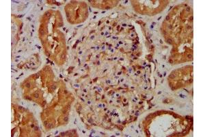 IHC image of ABIN7160937 diluted at 1:400 and staining in paraffin-embedded human kidney tissue performed on a Leica BondTM system. (NDUFB8 antibody  (AA 29-132))
