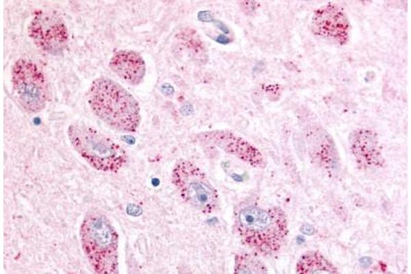 NPBWR2 antibody  (Cytoplasmic Domain)