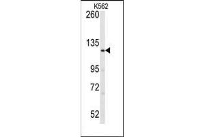 Western blot analysis of anti-LATS1 Antibody (N-term) in K562 cell line lysates (35ug/lane). (LATS1 antibody  (N-Term))