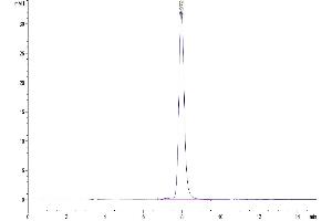The purity of Cynomolgus CD73 is greater than 95 % as determined by SEC-HPLC. (CD73 Protein (AA 27-554) (His tag))