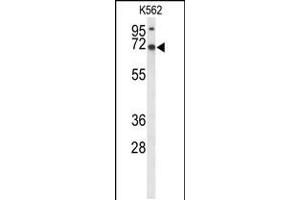 Western blot analysis of LRRC4 Antibody in K562 cell line lysates (35ug/lane) (LRRC4 antibody  (C-Term))