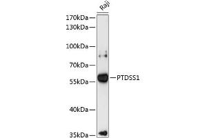 Western blot analysis of extracts of Raji cells, using PTDSS1 antibody (ABIN6132828, ABIN6146381, ABIN6146382 and ABIN6216915) at 1:3000 dilution. (PTDSS1 antibody  (AA 1-70))