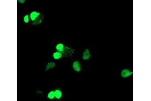 Anti-ELK3 mouse monoclonal antibody (ABIN2455034) immunofluorescent staining of COS7 cells transiently transfected by pCMV6-ENTRY ELK3 (RC203114). (ELK3 antibody)