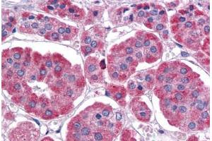 Human Adrenal: Formalin-Fixed, Paraffin-Embedded (FFPE) (EIF4G2 antibody  (AA 1-204))