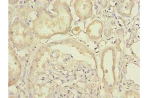 Immunohistochemistry of paraffin-embedded human kidney tissue using ABIN7174670 at dilution of 1:100 (UFSP2 antibody  (AA 63-343))