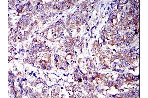 Immunohistochemistry (IHC) image for anti-CD6 (CD6) (AA 472-668) antibody (ABIN1846113) (CD6 antibody  (AA 472-668))