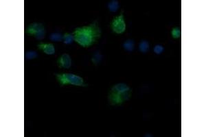 Immunofluorescence (IF) image for anti-T-cell surface glycoprotein CD1c (CD1C) antibody (ABIN2670657) (CD1c antibody)