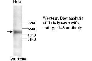 Image no. 1 for anti-G Protein-Coupled Receptor 143 (GPR143) antibody (ABIN790901) (GPR143 antibody)