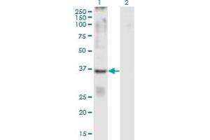 Western Blot analysis of GPR84 expression in transfected 293T cell line by GPR84 monoclonal antibody (M01), clone 5C3. (GPR84 antibody  (AA 208-316))