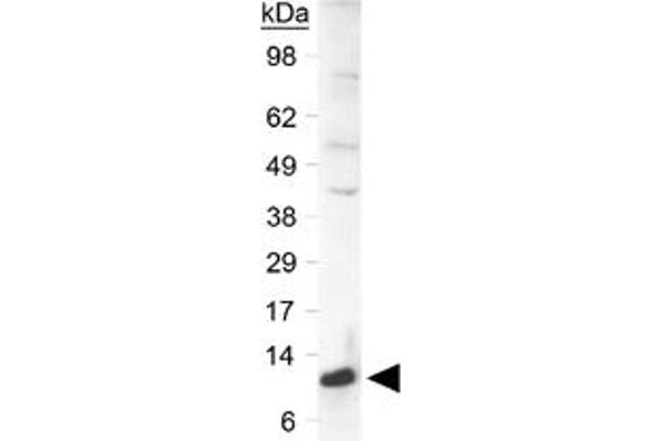 SLIRP antibody  (C-Term)