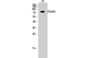 Western Blotting (WB) image for anti-Polymerase (RNA) III (DNA Directed) Polypeptide E (80kD) (POLR3E) (Internal Region) antibody (ABIN3180273) (POLR3E antibody  (Internal Region))