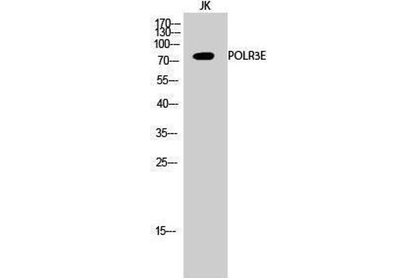 POLR3E 抗体  (Internal Region)