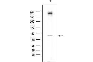 anti-Folate Receptor 1 (Adult) (FOLR1) (Internal Region) antibody