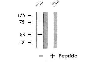 Western blot analysis of extracts from 293 cells, using GPC5 antibody. (GPC5 antibody  (Internal Region))