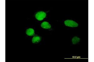 Immunofluorescence of purified MaxPab antibody to ZBTB8 on HeLa cell. (ZBTB8A antibody  (AA 1-441))