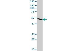 ACTR3B MaxPab polyclonal antibody. (ACTR3B antibody  (AA 1-418))