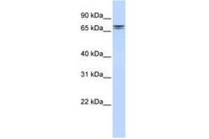 Image no. 1 for anti-Non-SMC Condensin II Complex, Subunit H2 (NCAPH2) (AA 72-121) antibody (ABIN6741338) (NCAPH2 antibody  (AA 72-121))