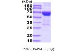 SDS-PAGE (SDS) image for Interleukin 17 Receptor B (IL17RB) (AA 18-286) protein (hIgG-His-tag) (ABIN5854743)