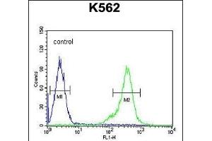 TEX13B Antibody (C-term) (ABIN654849 and ABIN2844514) flow cytometric analysis of K562 cells (right histogram) compared to a negative control cell (left histogram). (TEX13B antibody  (C-Term))