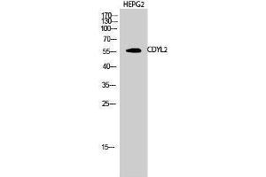 Western Blotting (WB) image for anti-Chromodomain Protein, Y-Like 2 (CDYL2) (N-Term) antibody (ABIN3174332) (CDYL2 antibody  (N-Term))
