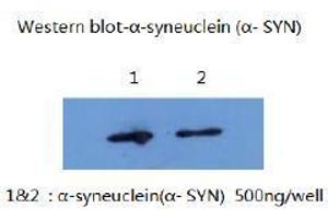 Western Blotting (WB) image for anti-Synuclein, alpha (SNCA) (AA 1-140) antibody (ABIN1105338) (SNCA antibody  (AA 1-140))