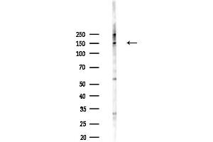 Western blot analysis of lysates from HepG2 cells(heat-shock,45 min treatment), using PCDH-X/Y Antibody at 1/1000 dilution. (PCDH-X/Y (C-Term) antibody)