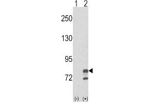 Western Blotting (WB) image for anti-Guanine Monophosphate Synthetase (GMPS) antibody (ABIN3003831) (GMP Synthase antibody)