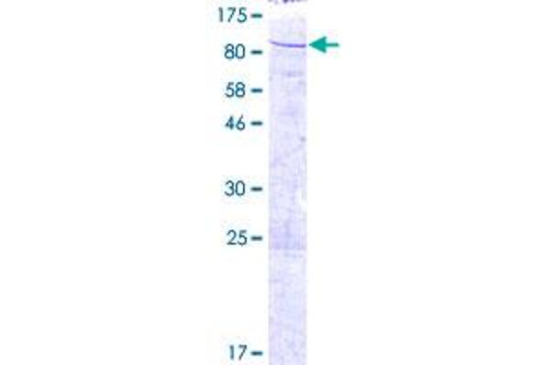 Sec23 Homolog B Protein (SEC23B) (AA 1-767) (GST tag)