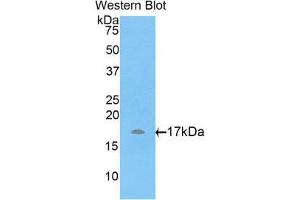 Western Blotting (WB) image for anti-ADAM Metallopeptidase with Thrombospondin Type 1 Motif, 7 (ADAMTS7) (AA 444-575) antibody (ABIN1857906) (ADAMTS7 antibody  (AA 444-575))