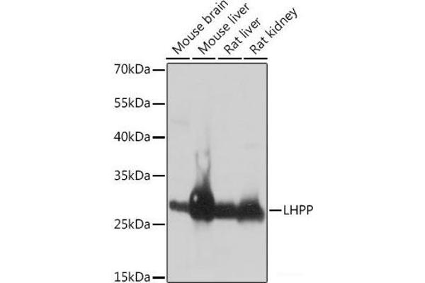 LHPP antibody