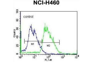 Flow cytometric analysis of NCI-H460 cells using MINPP1 Antibody (C-term) Cat. (MINPP1 antibody  (C-Term))