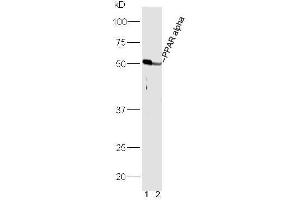 PPARA antibody  (AA 301-400)