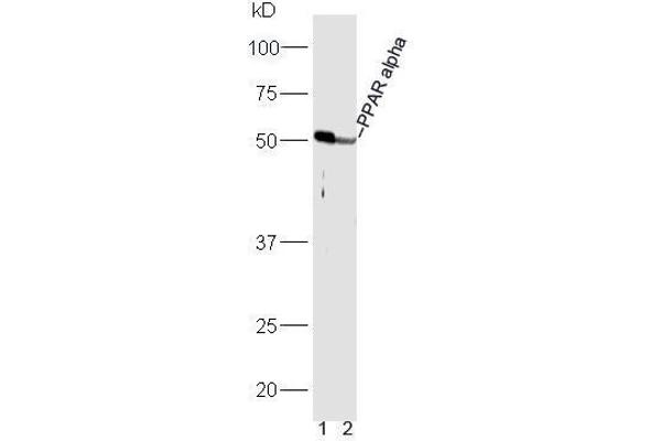 PPARA antibody  (AA 301-400)