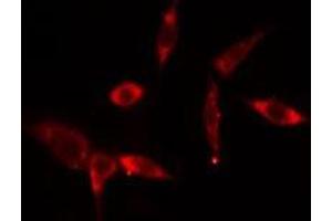 ABIN6275780 staining  293 cells by IF/ICC. (MX2 antibody  (Internal Region))
