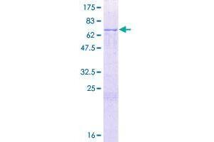 BPIL1 Protein (AA 1-458) (GST tag)