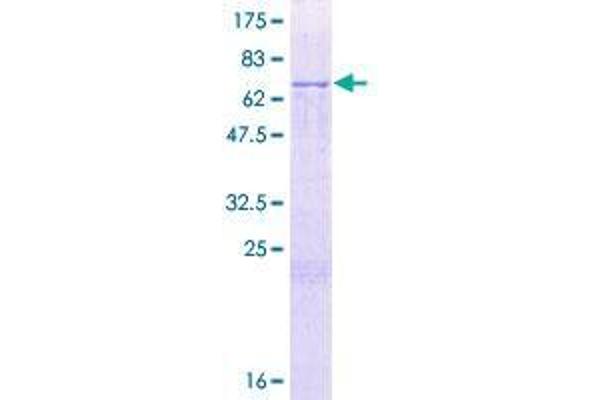 BPIL1 Protein (AA 1-458) (GST tag)