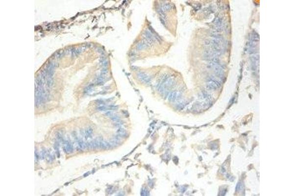 SLPI antibody  (AA 26-132)