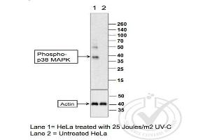 Western Blotting (WB) image for anti-Mitogen-Activated Protein Kinase 14 (MAPK14) (pThr180), (pTyr182) antibody (ABIN678668)