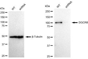 Western blotting analysis using DGCR8 antibody (ABIN7798333).