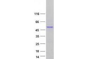 Validation with Western Blot (PDP2 Protein (Myc-DYKDDDDK Tag))