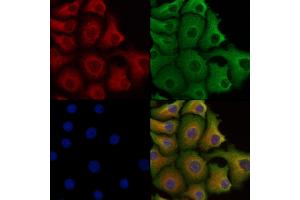 ABIN6258003 and ABIN6273451 staining Hela cells by IF/ICC. (CD5L antibody  (C-Term))