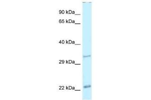 Western Blot showing Pdx1 antibody used at a concentration of 1. (PDX1 antibody  (N-Term))