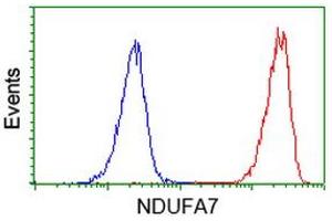 Image no. 1 for anti-NADH Dehydrogenase (Ubiquinone) 1 alpha Subcomplex, 7, 14.5kDa (NDUFA7) antibody (ABIN1499659)