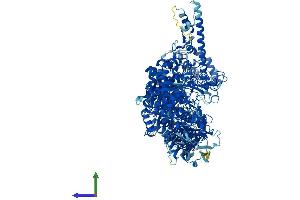 Protein Structure (PS) image for Amylo-alpha-1, 6-Glucosidase, 4-alpha-Glucanotransferase (AGL) (AA 1-1532) protein (His tag) (ABIN7553987)