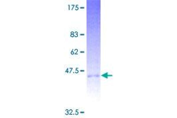 CD94 Protein (AA 1-179) (GST tag)