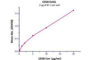Immobilized Human B7-1, His Tag (Cat# B71-H5228) at 20 μg/mL (100 µl/well),can bind Human CD28, Fc Tag (Cat# CD8-H5257) with a linear of 0. (CD80 Protein (CD80) (AA 35-242) (His tag))