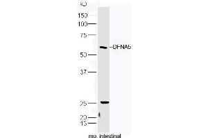 Mouse intestinal lysate probed with Rabbit Anti-DFNA5 Polyclonal Antibody, Unconjugated (ABIN2559452) at 1:300 in 4˚C. (DFNA5 antibody  (AA 21-120))