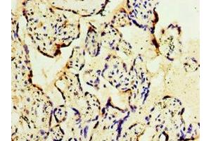 Immunohistochemistry of paraffin-embedded human placenta tissue using ABIN7154312 at dilution of 1:100 (GS28 antibody  (AA 1-115))